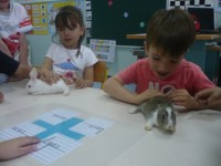 /album/le-lapin/p1120771-jpg1/